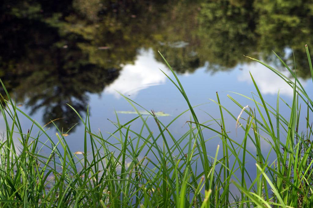 grass-DSC00481