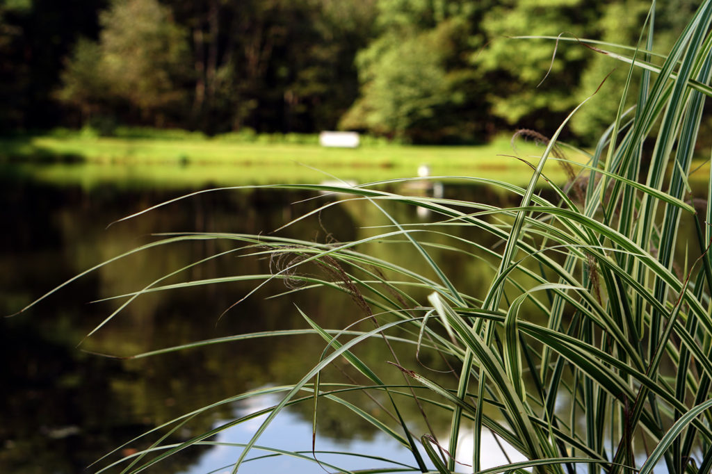 pond-DSC00478